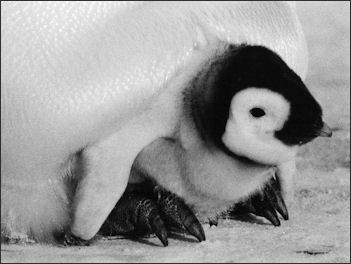 20120520-penguins EmperorPenguinChick.jpg